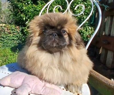 Les chiots de Pekinois