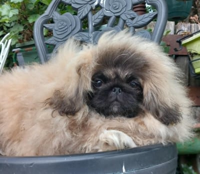 Les chiots de Pekinois