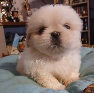 Bianca - Pekinois