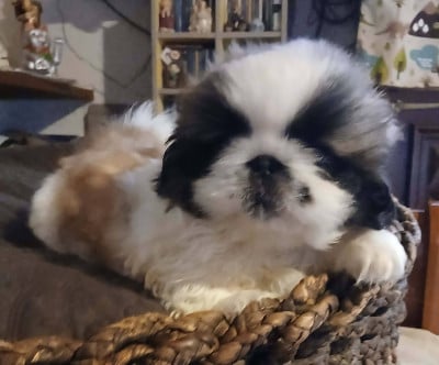 Brandon - Pekinois