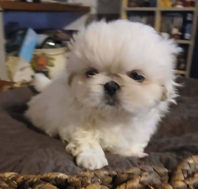 Baxter - Pekinois
