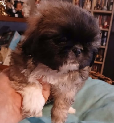 Babouchka - Pekinois