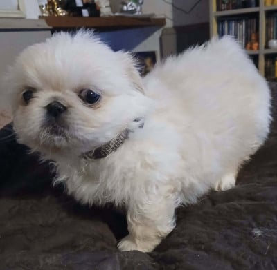 Blandine - Pekinois