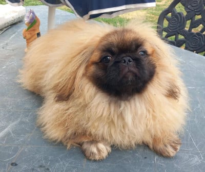 Les chiots de Pekinois