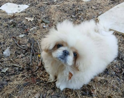Les chiots de Pekinois