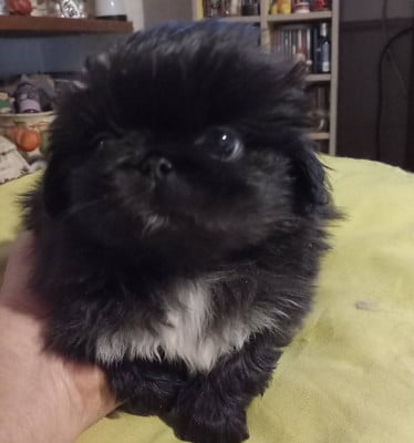 Les chiots de Pekinois