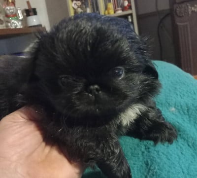Les chiots de Pekinois