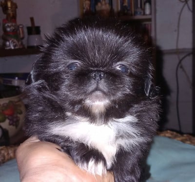 Les chiots de Pekinois