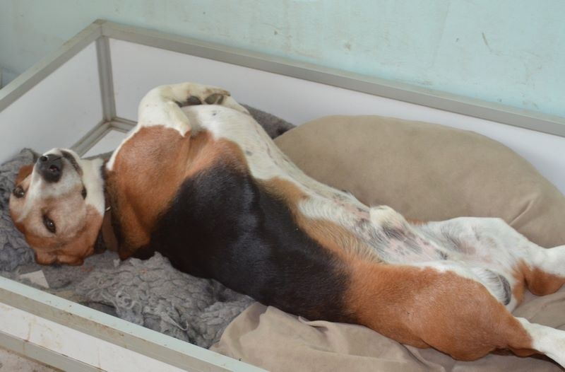 Publication : du cheval du marquet Auteur : elevage du cheval du marquet