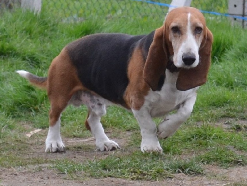 Publication : du cheval du marquet Auteur : elevage du cheval du marquet