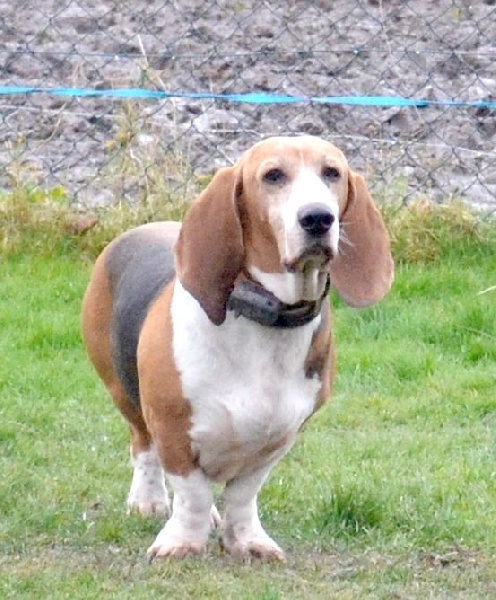 Publication : du cheval du marquet Auteur : elevage du cheval du marquet