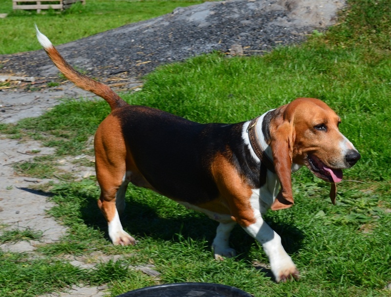 Publication : du cheval du marquet Auteur : elevage du cheval du marquet