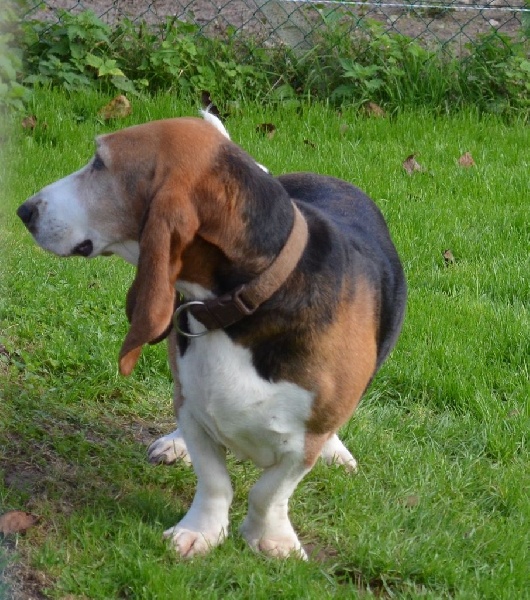 Publication : du cheval du marquet Auteur : elevage du cheval du marquet