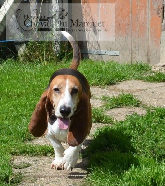 Publication : du cheval du marquet Auteur : elevage du cheval du marquet