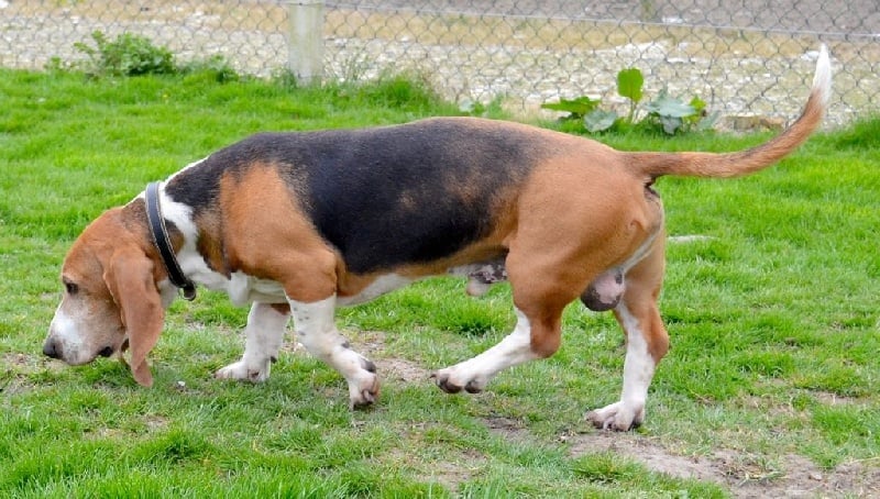 Publication : du cheval du marquet Auteur : elevage du cheval du marquet