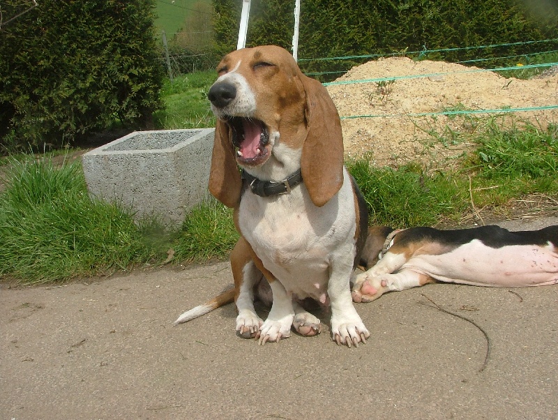 Publication : du cheval du marquet Auteur : elevage du cheval du marquet