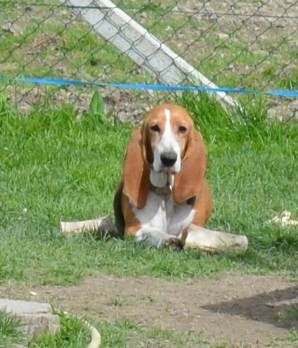 Publication : du cheval du marquet Auteur : elevage du cheval du marquet