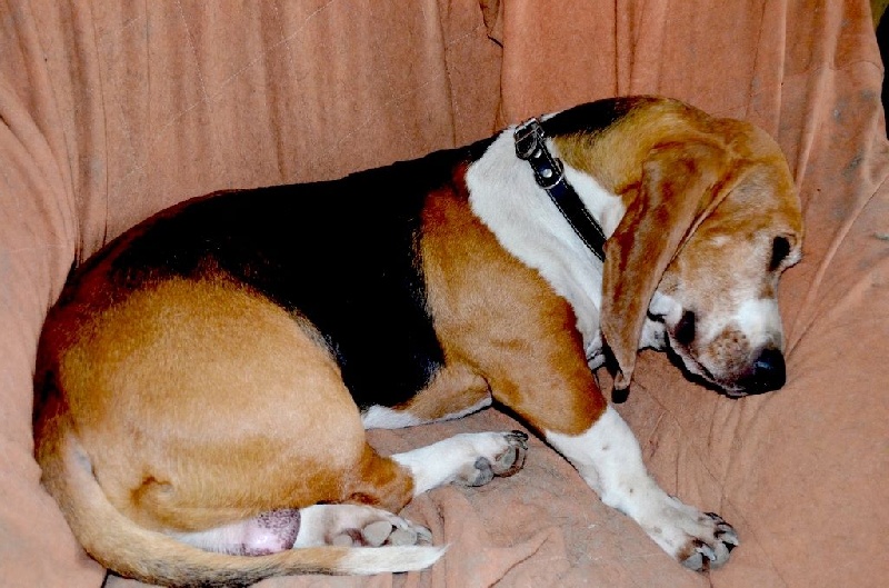 Publication : du cheval du marquet Auteur : elevage du cheval du marquet