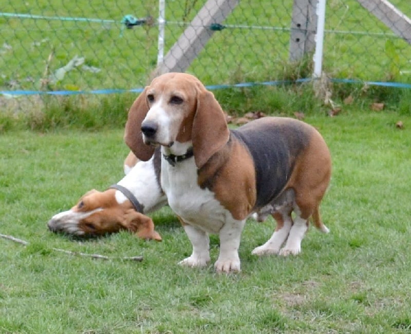 Publication : du cheval du marquet Auteur : elevage du cheval du marquet