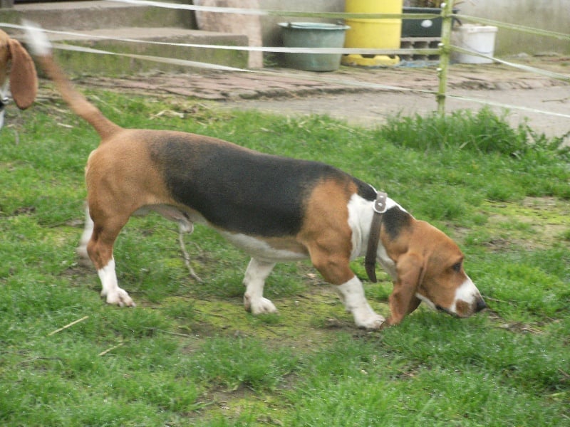 Publication : du cheval du marquet Auteur : elevage du cheval du marquet