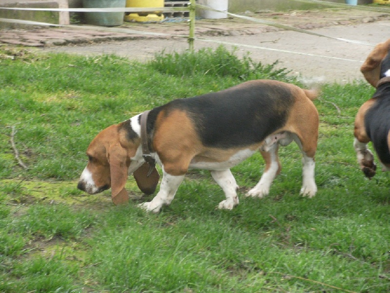 Publication : du cheval du marquet Auteur : elevage du cheval du marquet