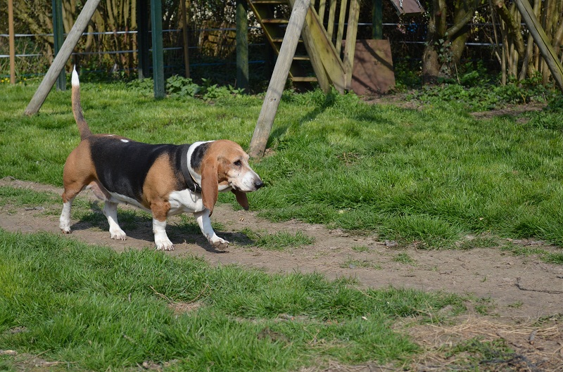 Publication : du cheval du marquet Auteur : elevage du cheval du marquet
