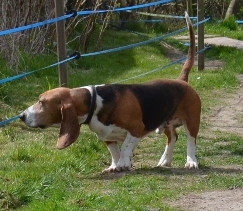 Publication : du cheval du marquet Auteur : elevage du cheval du marquet