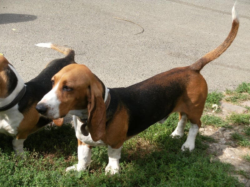 Publication : du cheval du marquet Auteur : elevage du cheval du marquet