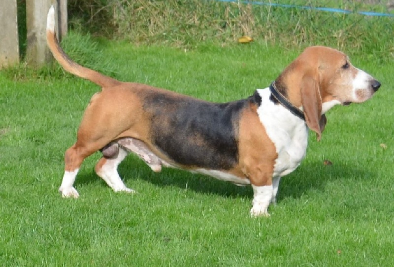 Publication : du cheval du marquet Auteur : elevage du cheval du marquet