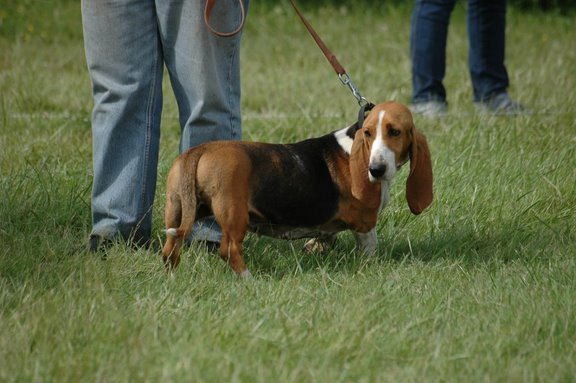 Publication : du cheval du marquet Auteur : elevage du cheval du marquet