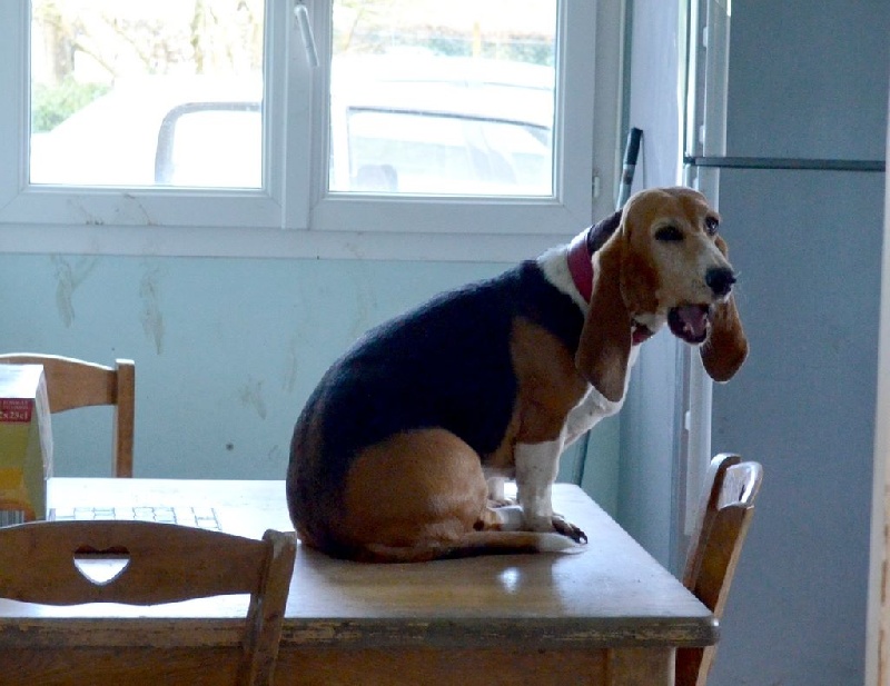 Publication : du cheval du marquet Auteur : elevage du cheval du marquet