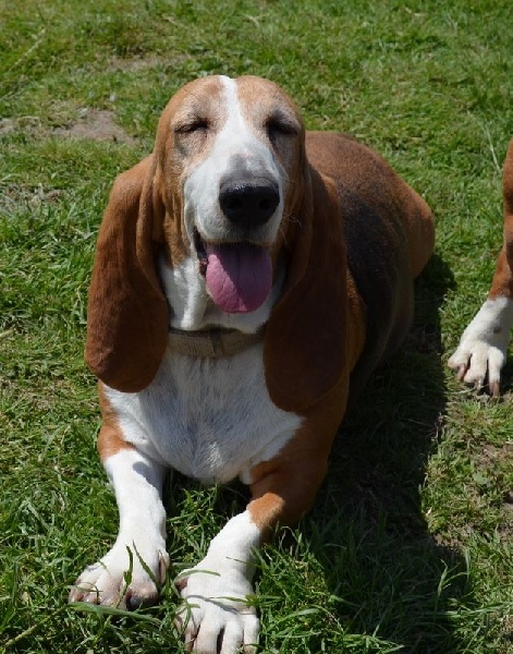 Publication : du cheval du marquet Auteur : elevage du cheval du marquet