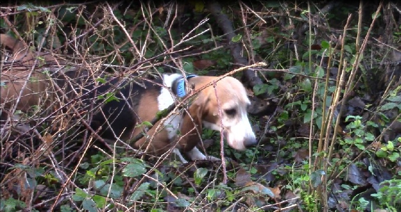 Publication : du cheval du marquet Auteur : elevage du cheval du marquet