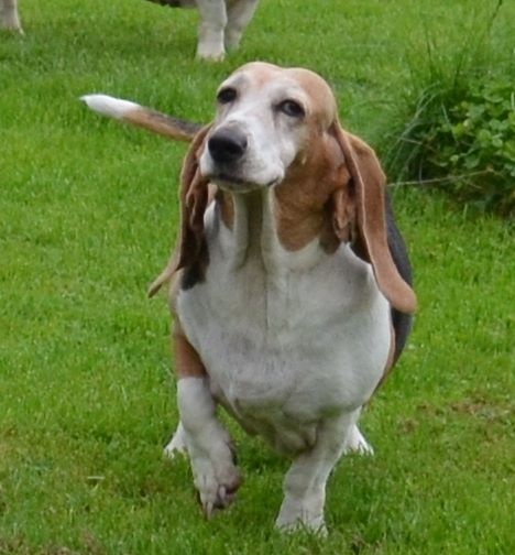 Publication : du cheval du marquet Auteur : elevage du cheval du marquet