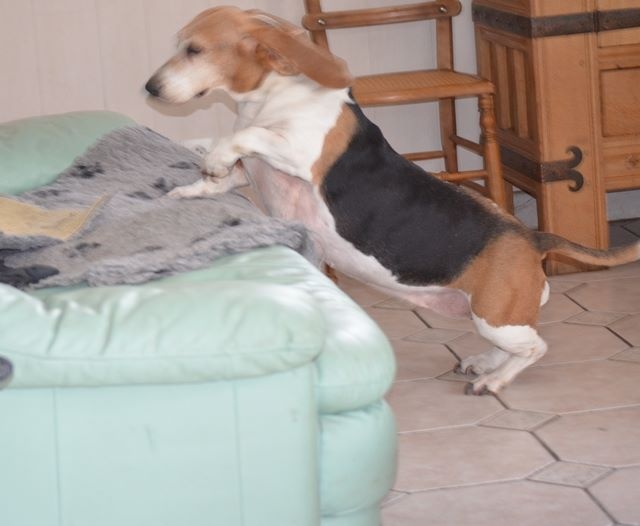 Publication : du cheval du marquet Auteur : elevage du cheval du marquet