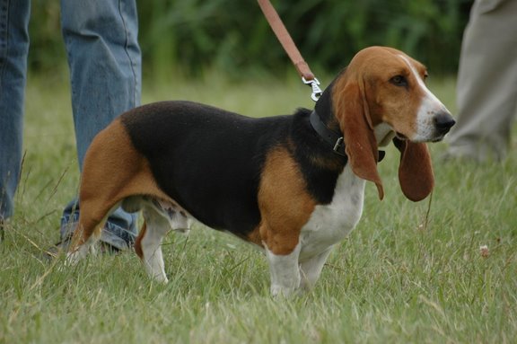 Publication : du cheval du marquet Auteur : elevage du cheval du marquet