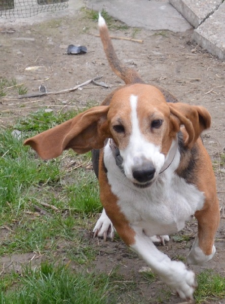 Publication : du cheval du marquet Auteur : elevage du cheval du marquet