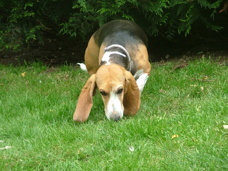 Publication : du cheval du marquet Auteur : Elevage du cheval du marquet