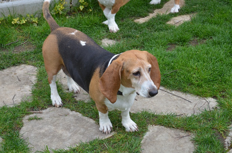 Publication : du cheval du marquet Auteur : elevage du cheval du marquet