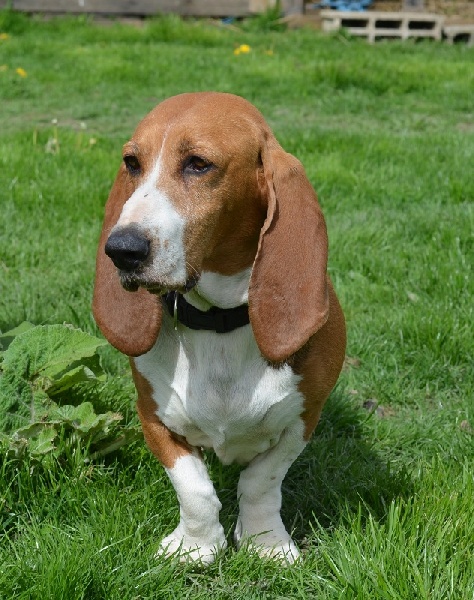 Publication : du cheval du marquet Auteur : elevage du cheval du marquet