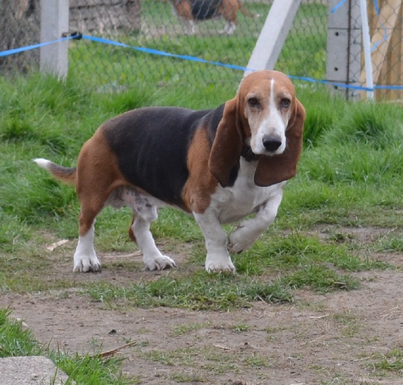 Publication : du cheval du marquet Auteur : elevage du cheval du marquet