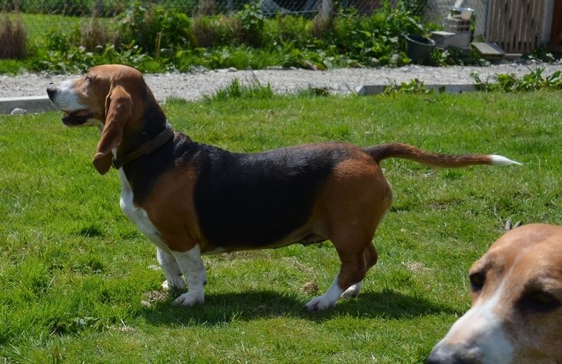 Publication : du cheval du marquet Auteur : elevage du cheval du marquet