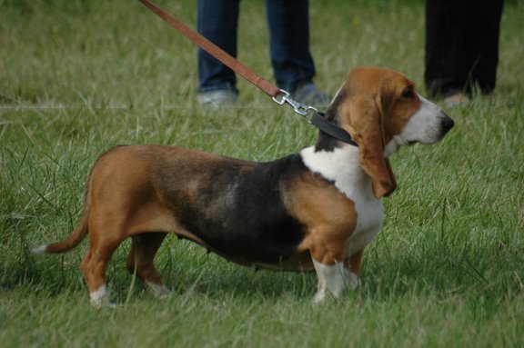 Publication : du cheval du marquet Auteur : elevage du cheval du marquet