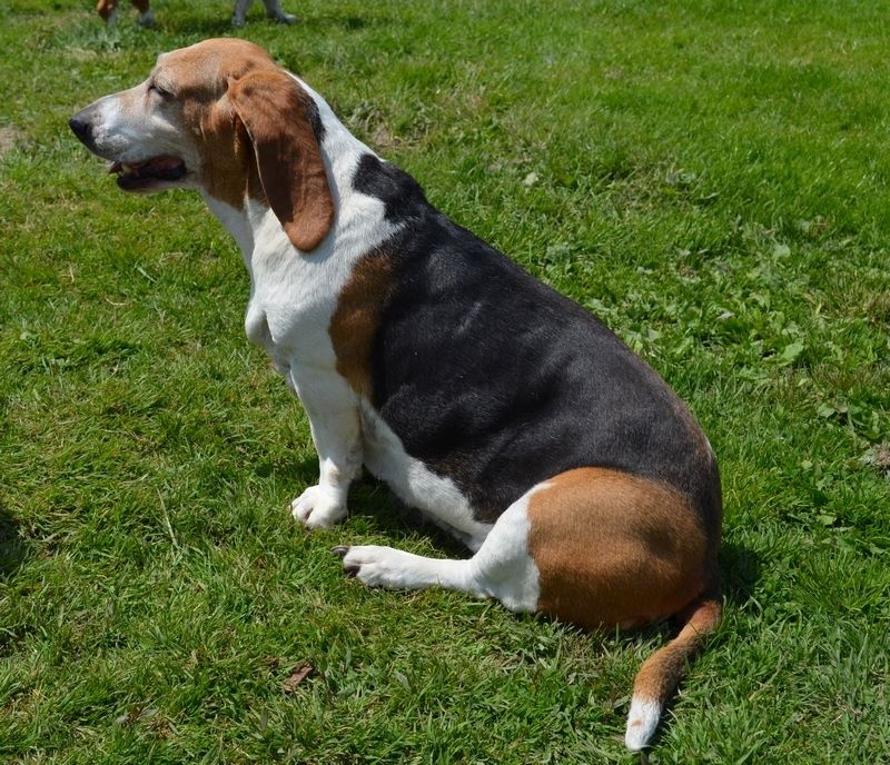 Publication : du cheval du marquet Auteur : elevage du cheval du marquet