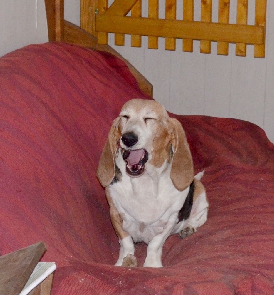 Publication : du cheval du marquet Auteur : elevage du cheval du marquet