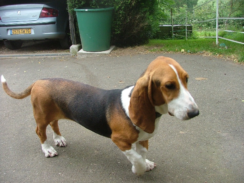 Publication : du cheval du marquet Auteur : elevage du cheval du marquet