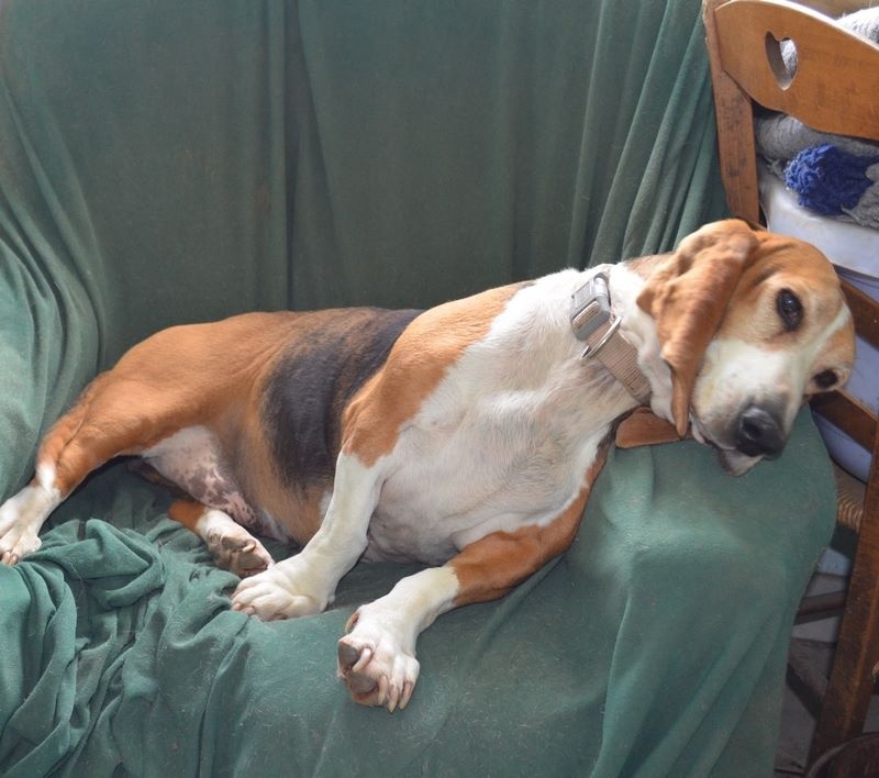 Publication : du cheval du marquet Auteur : elevage du cheval du marquet