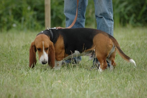 Publication : du cheval du marquet Auteur : elevage du cheval du marquet