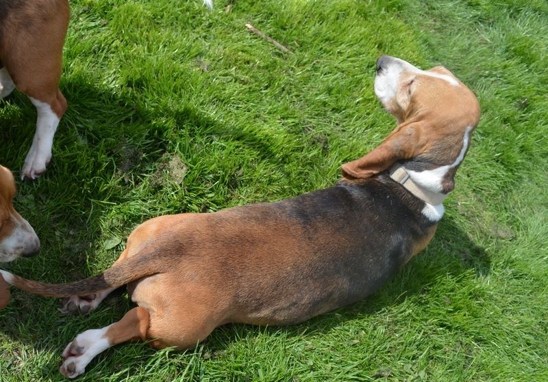 Publication : du cheval du marquet Auteur : elevage du cheval du marquet