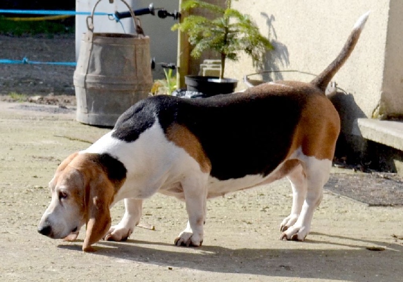 Publication : du cheval du marquet Auteur : elevage du cheval du marquet